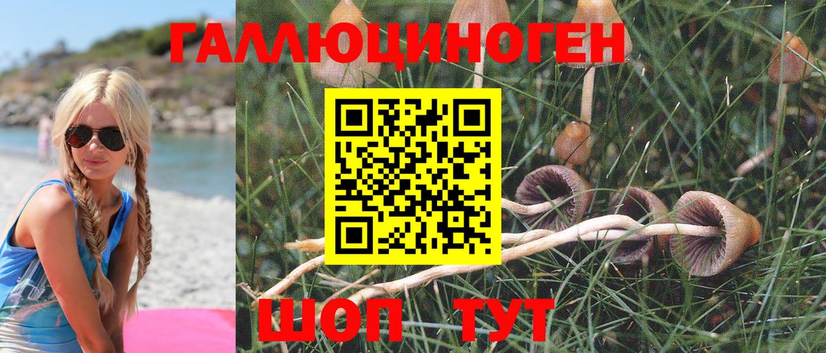 Черкесск  Галлюциногенные грибы Psilocybine cubensis  Вход с VPN 